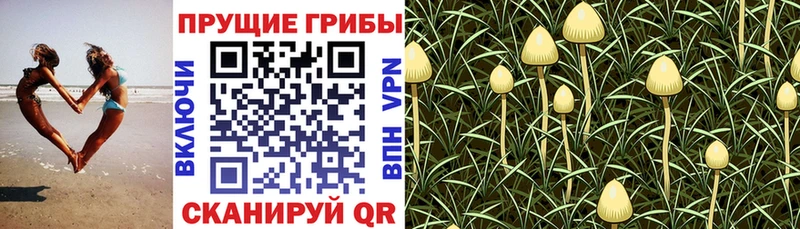 Купить закладки  Липки  Галлюциногенные грибы ЛСД 